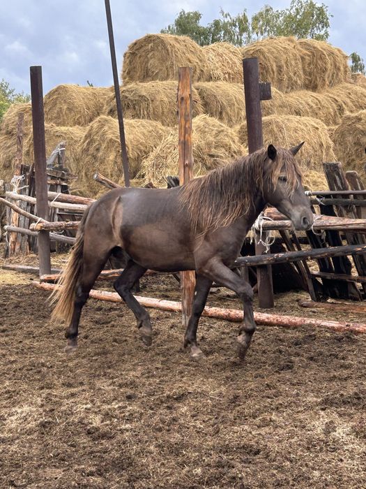 Продам жеребца 4 года