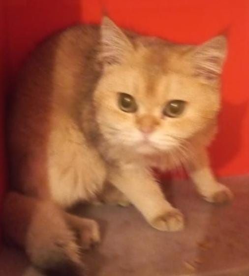 Кот золотое шиншиллы