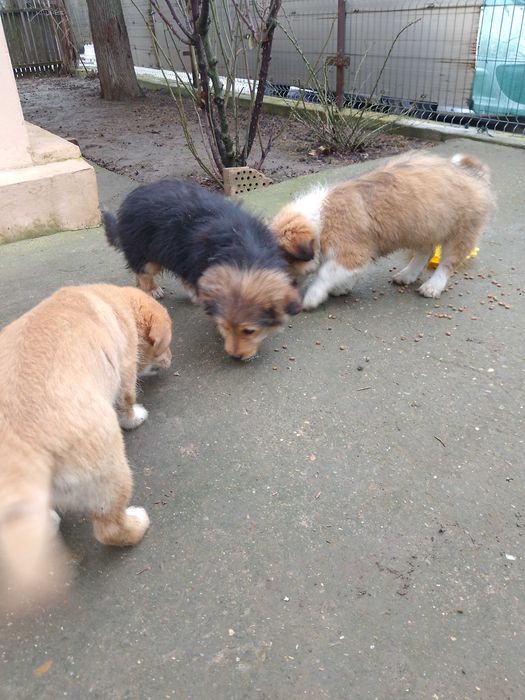 Pui de catel adorabili – oferim spre adoptie!!