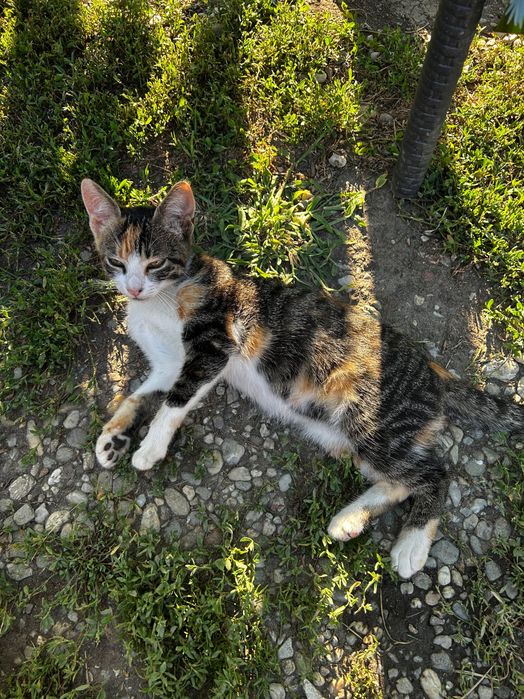 Se dau spre adopție pisoi