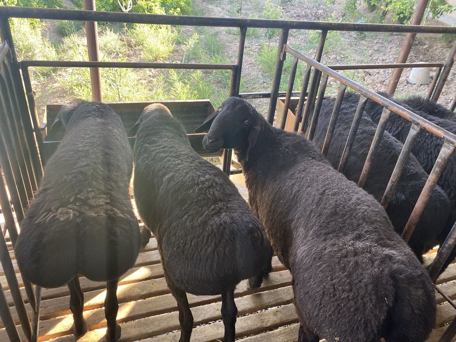 Қирғиз ҲИСОРИ қўйлар сотилади