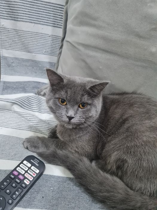 Britanskiy Skotish вяска qilishga