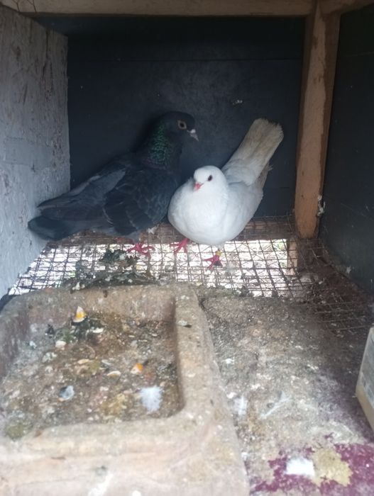 Porumbei toboșari arabi