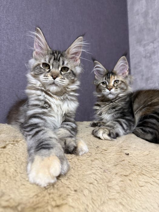 Роскошные котята мейн-куны