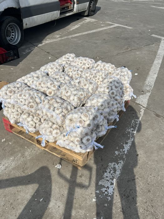 Vand usturoi pentru pus