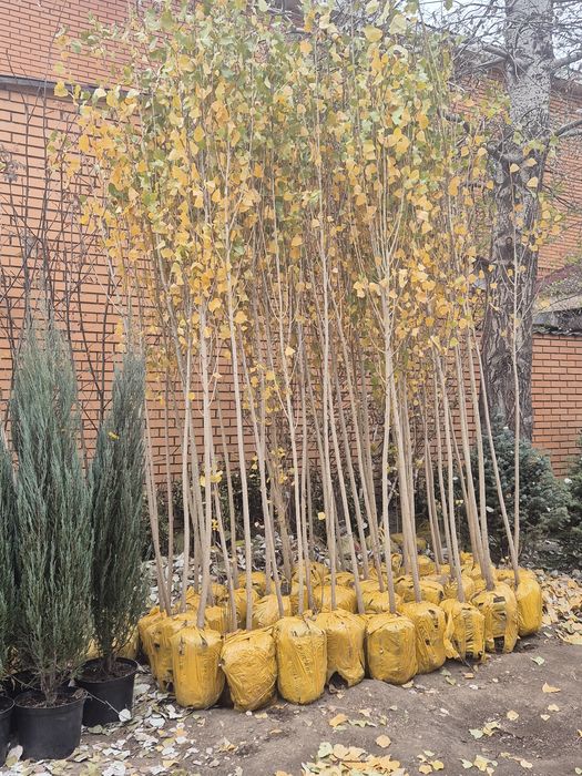 Тополь пирамидальный