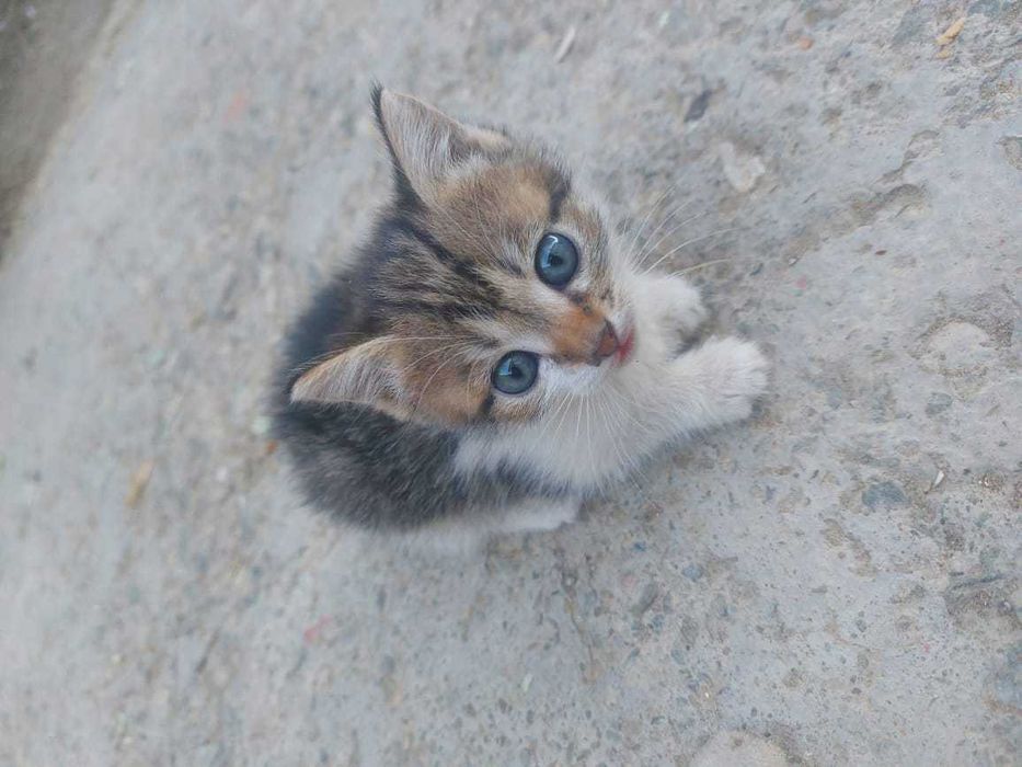 Отдам котят в добрые руки