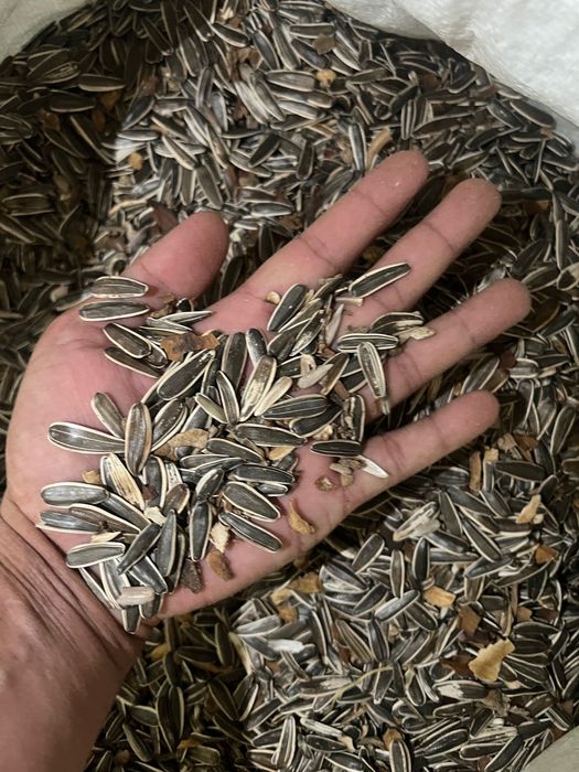 Semechka sechkasi bor 100%mag’izli puchi yo’q