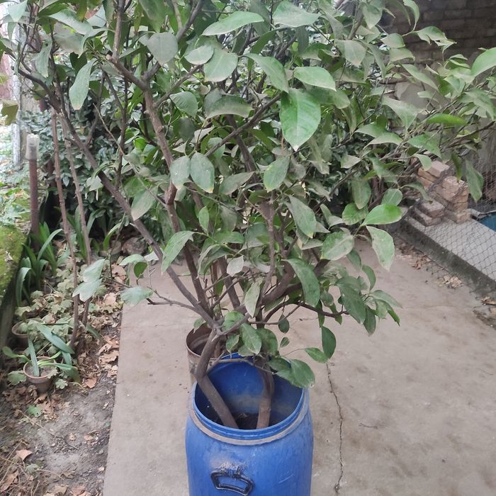 Лимонено Дърво..