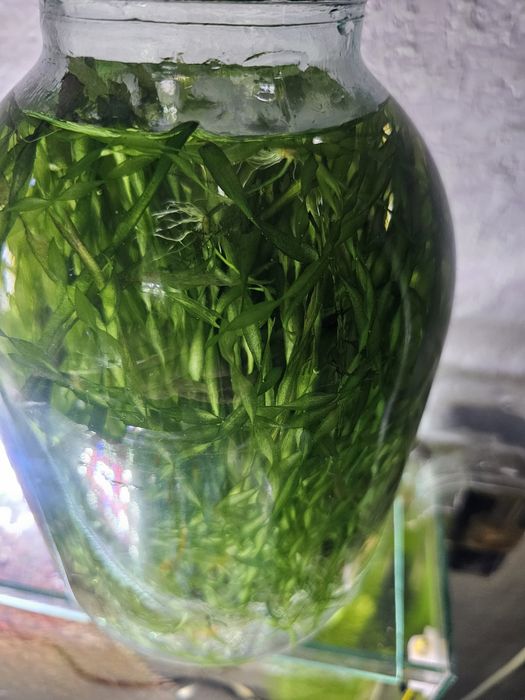 Продам валлиснерия спиралевидная