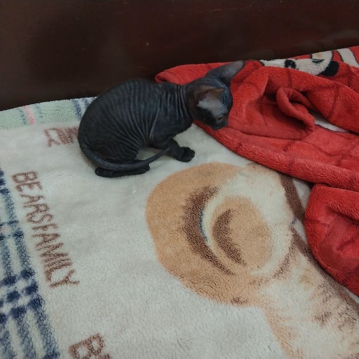 Сфинкс донской девочка