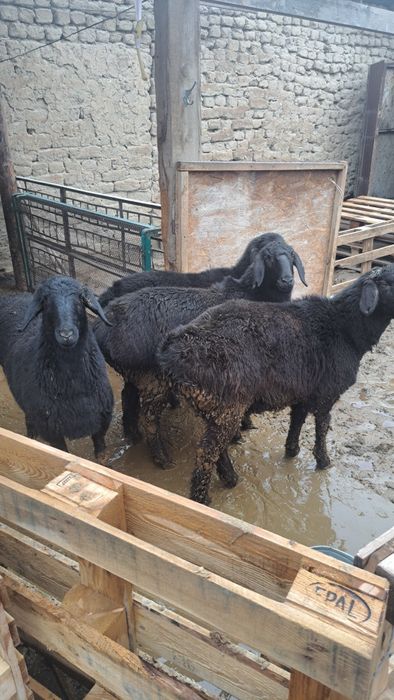 4 бас ұрғашы тоқты сатылады