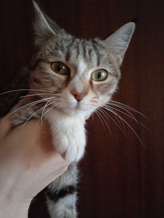 Красивая кошечка Луна - 6 месяцев.