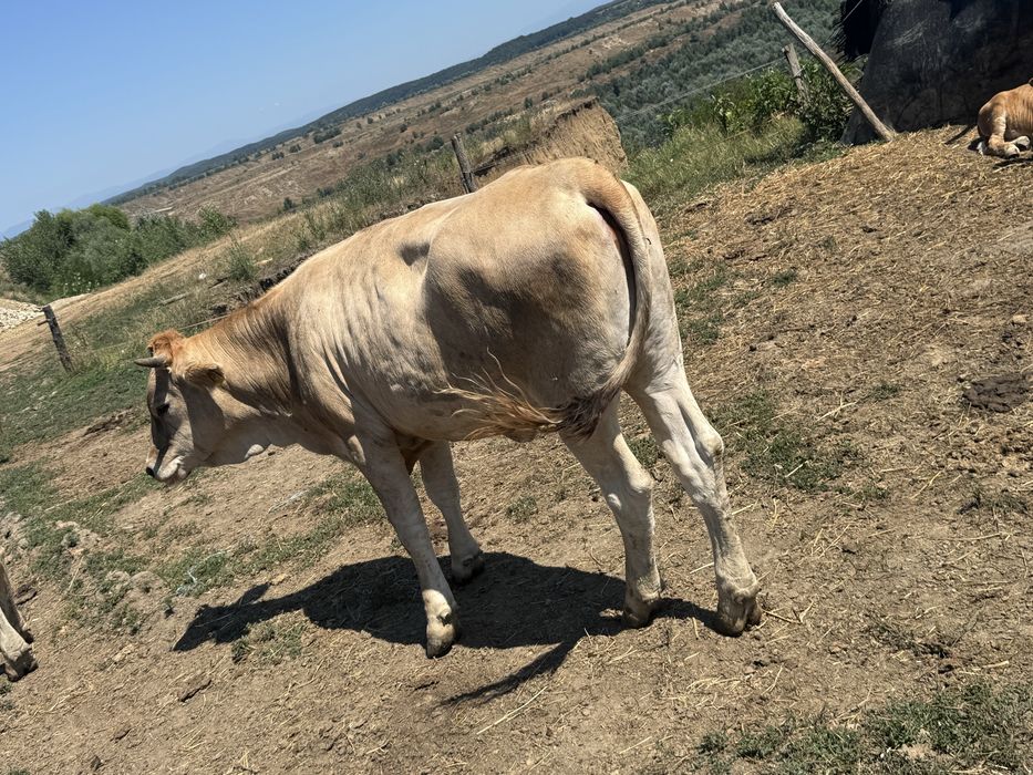 De vanzare o vaca, o juninca si 2 vitele