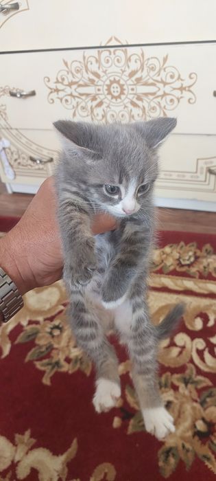 Отдам в хорошие руки