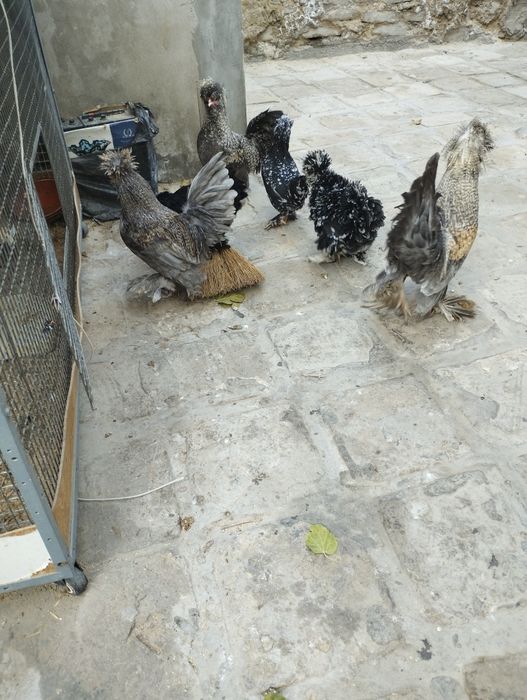 Продаётся молодые Бетнамки