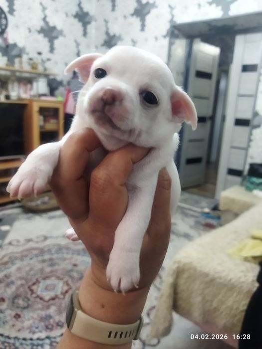 Готовяться к продаже щенки чихуахуа ( бронь)