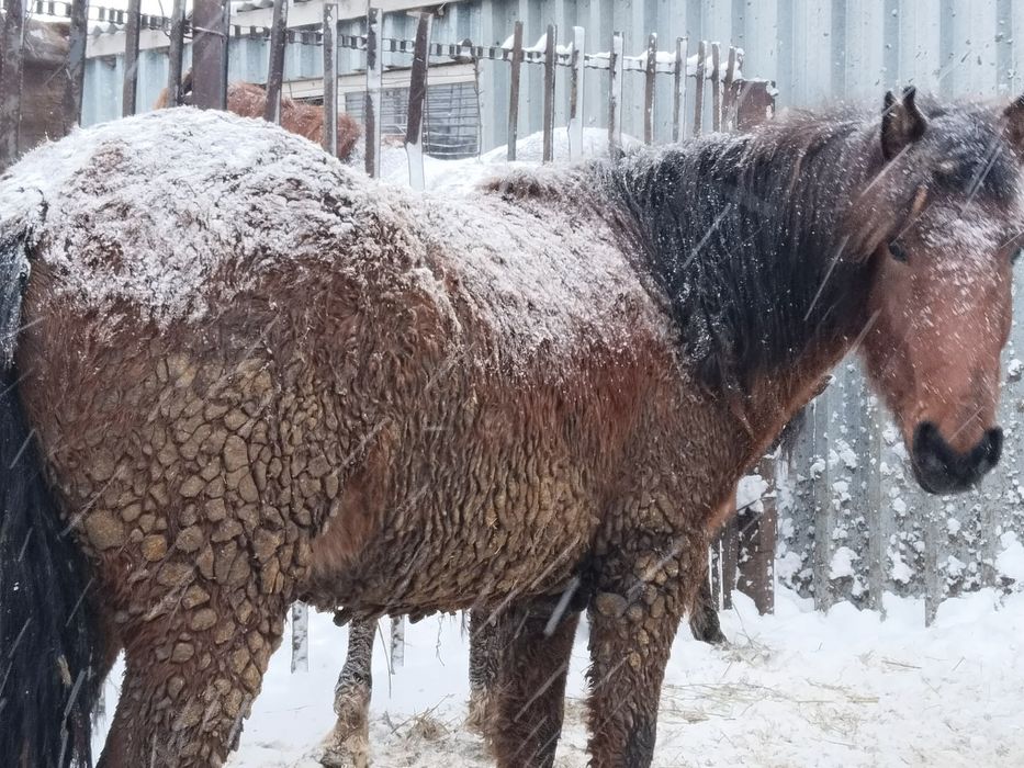 Тай Соғым ұрғашы