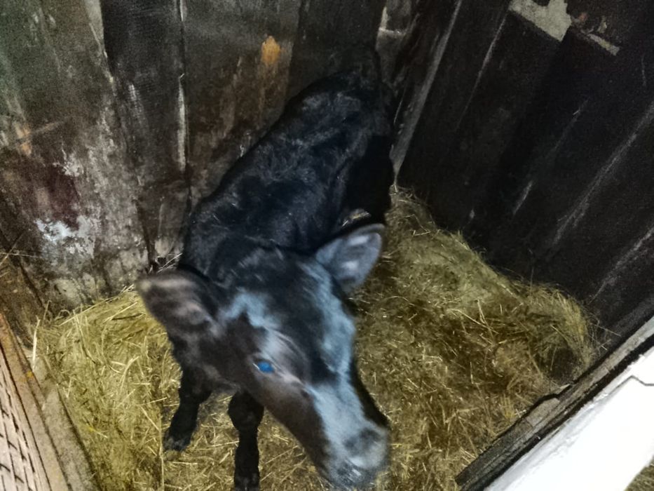 Продам карову с телёнком