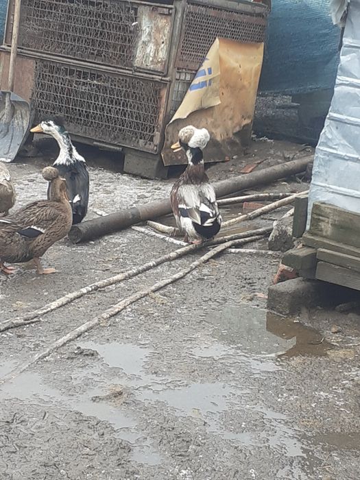 Gaini pitice si rațe de vanzare