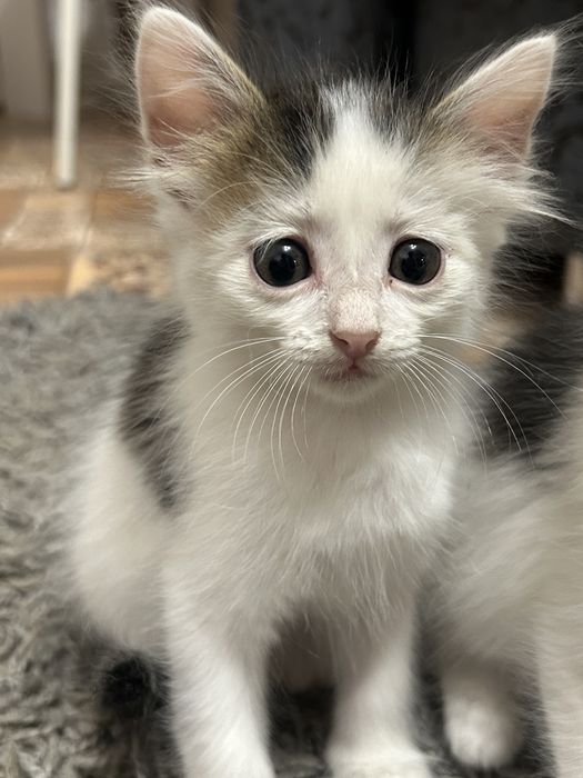 Отдам 2 котят в добрые руки