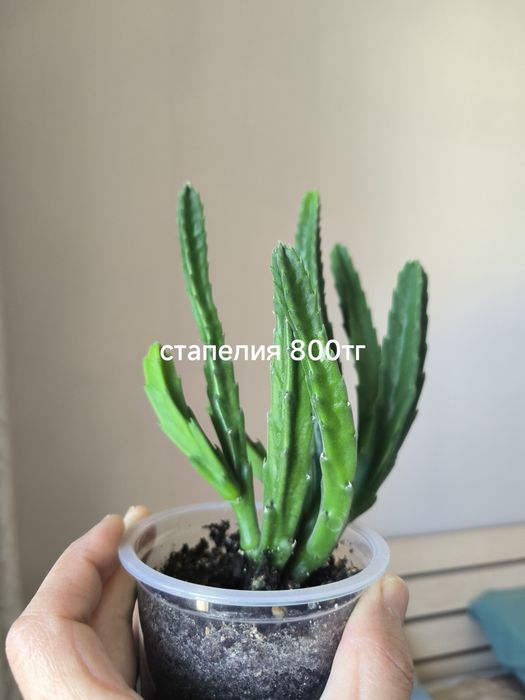 Комнатные растения 500 тг