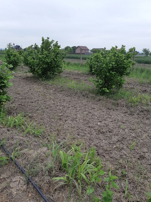 Puieti de aluni certificati