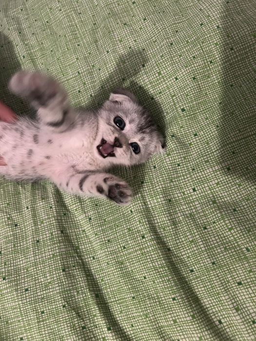 Продам котенка мальчик шустрый