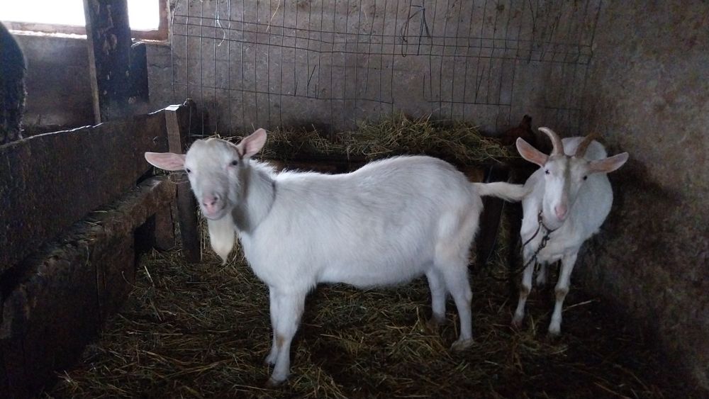 Vând țap rasa saanen vârsta 11luni .