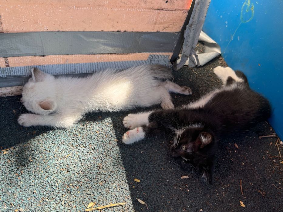 Котята ищут своих хозяев