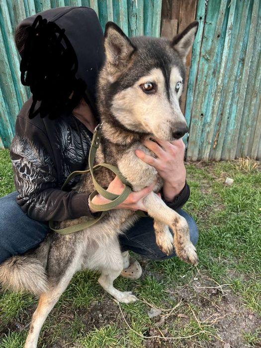 Лабрадор и хаска