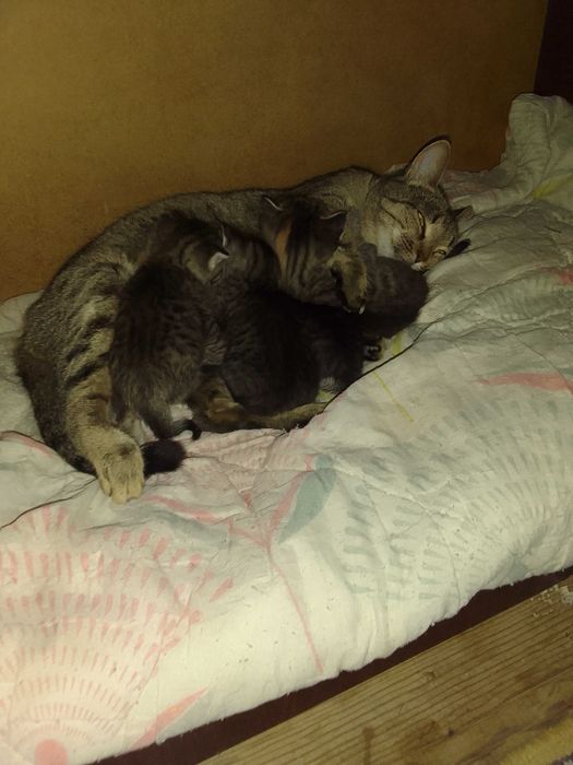 Отдам даром котят