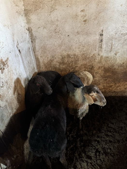 Продам 3 кошкар