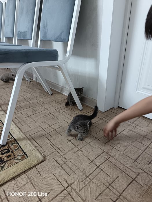 Котята. Даром. Есть доставка.