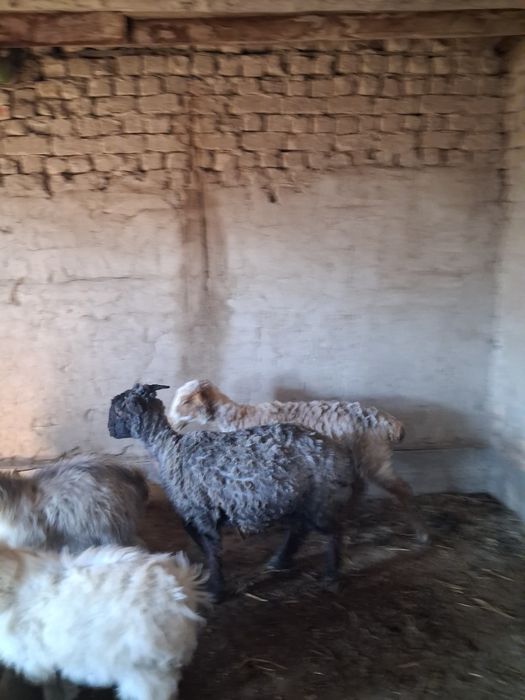 Кой сатылады ургашы