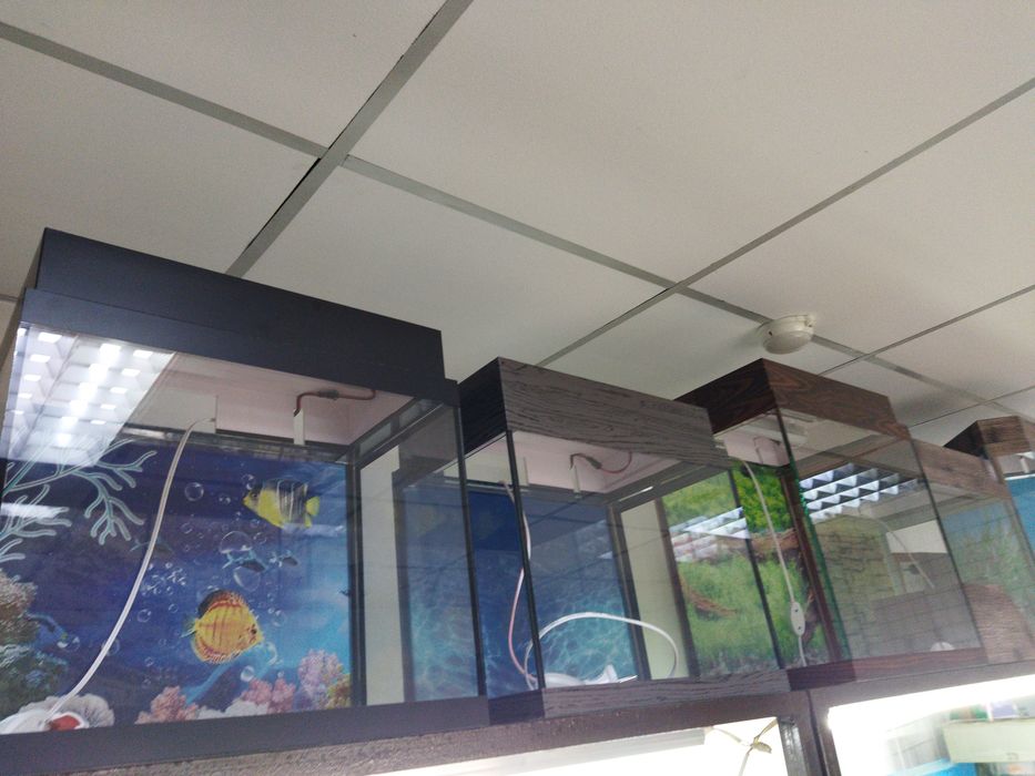 Корма для рыб в Афалине. Аль Фараби Навои