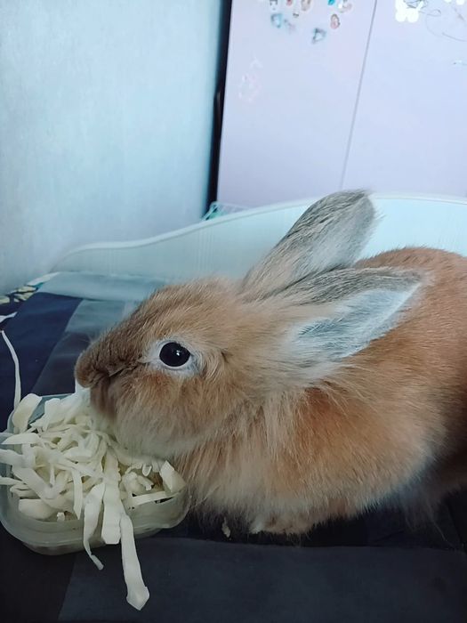 Декоративный кролик, мальчик, шустрый...