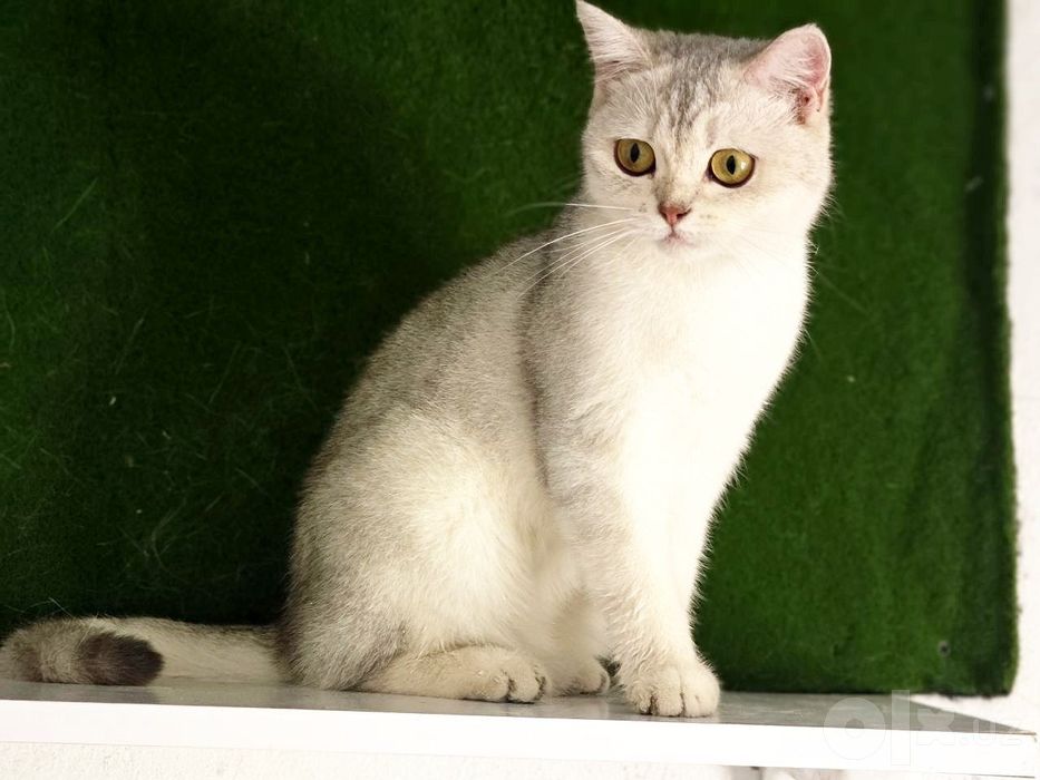 Serebrity shinshilla qiz