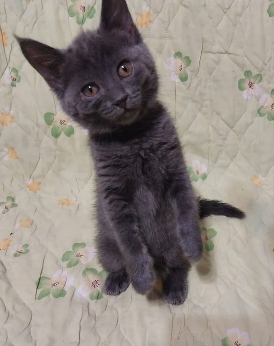 Котята в добрые руки.