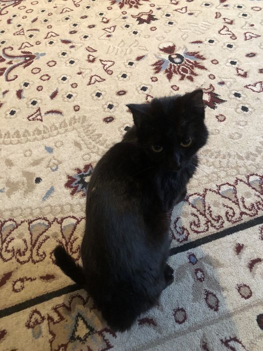 Котёнок продаётся