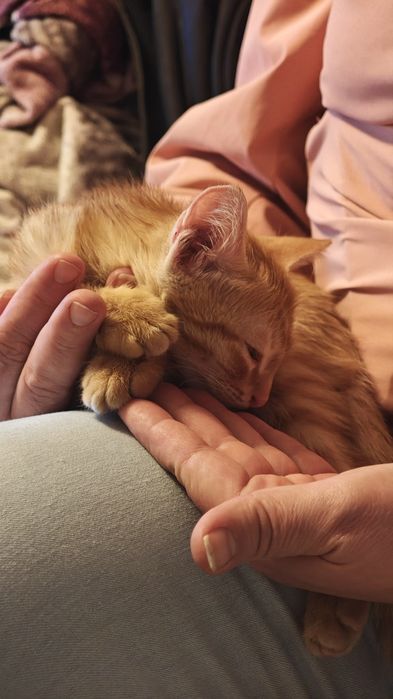 Ищем котёнку ДОМ