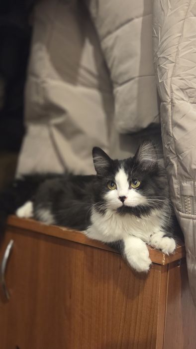 Отдам в добрые руки