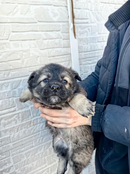 Отдам щенят, возможно с доставкой