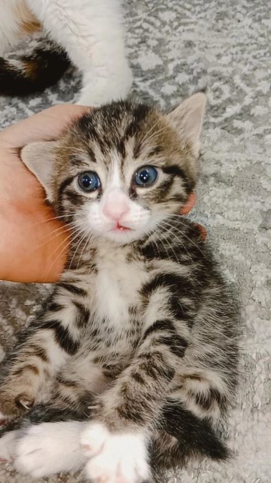 zuq pishakcha aqilli