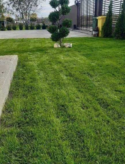 Gazon Rulou Si Insamantare