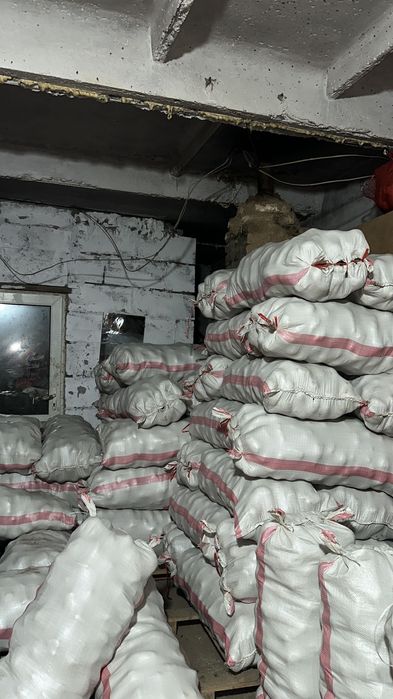 Картофель сорт  Гала