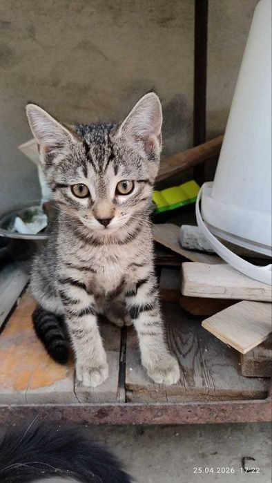 Котята домашние симпатичные