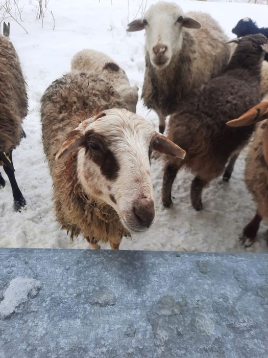 Продам дом и машину