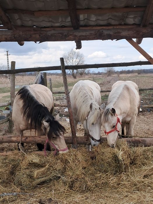 Vând două iepe și o mânză