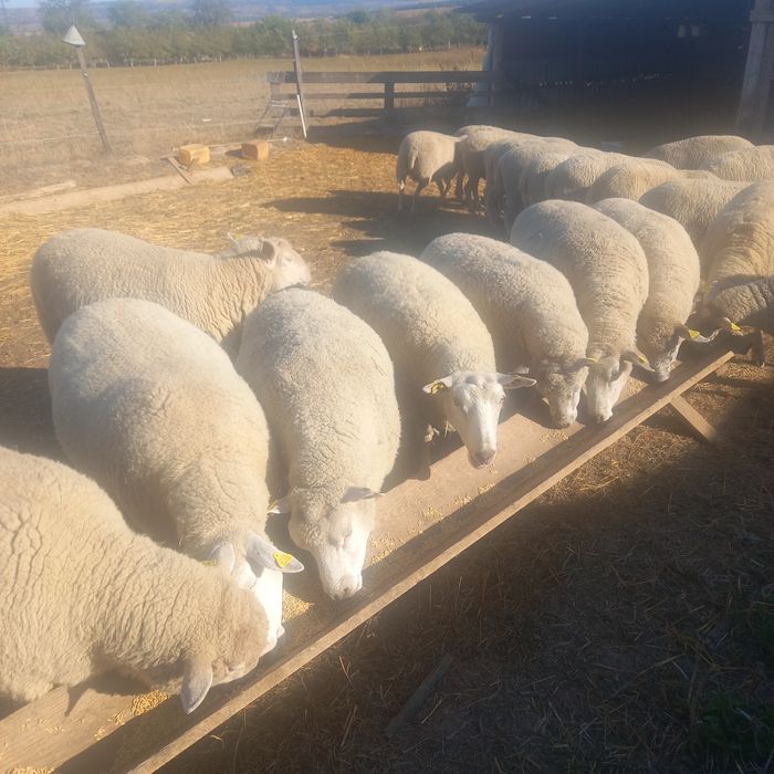 Oi texel de tinut de vanzare